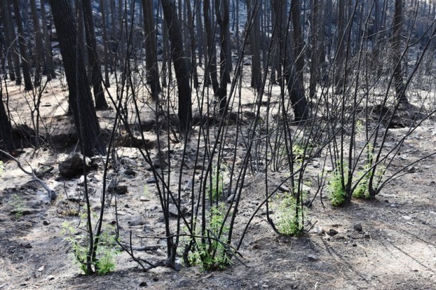 Foto - Yeniden dirilişin karesi