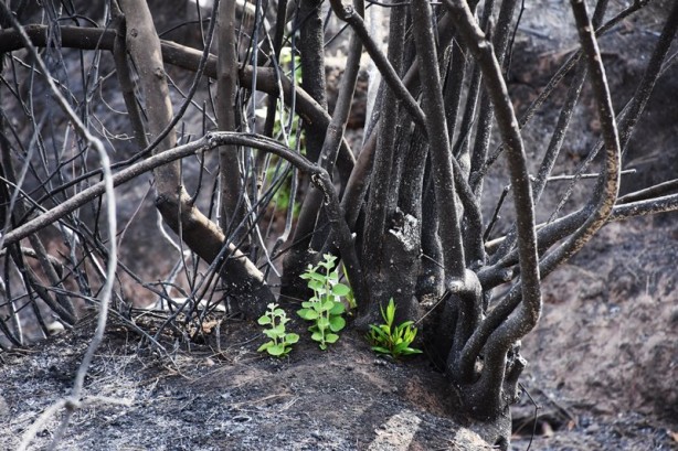 Foto - Yeniden dirilişin karesi