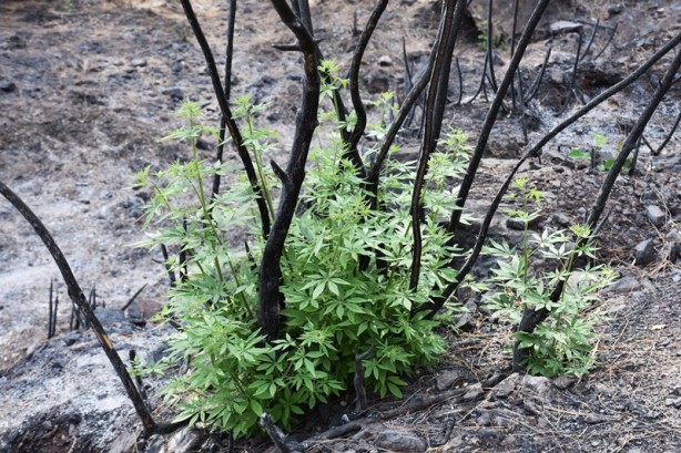 Foto - Yeniden dirilişin karesi