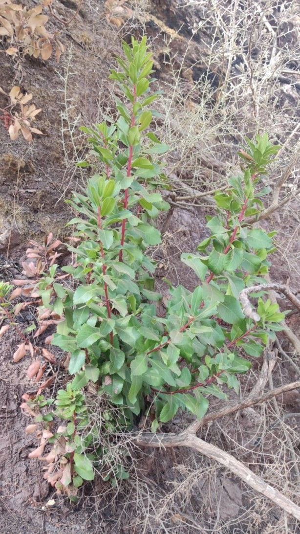 Foto - Yeniden dirilişin karesi