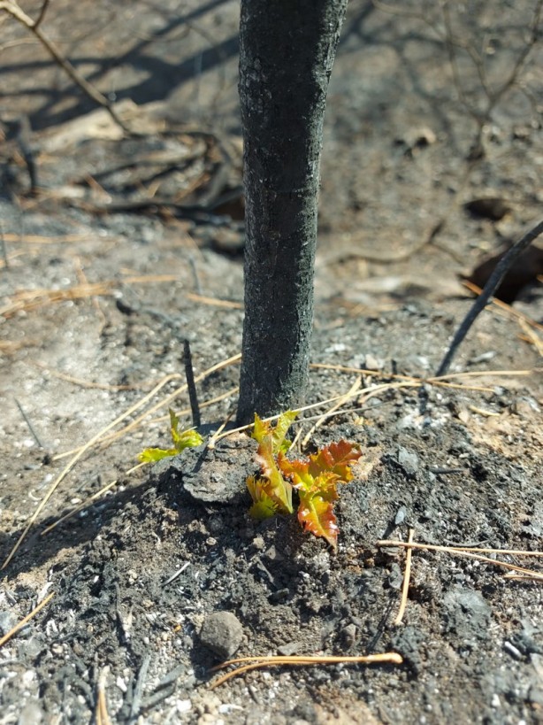 Foto - Yeniden dirilişin karesi