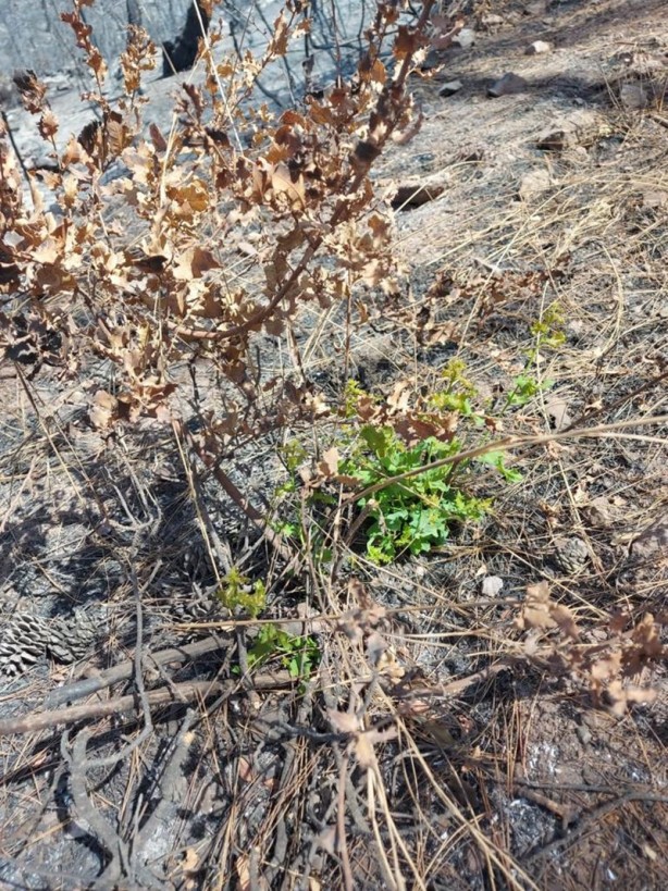Foto - Yeniden dirilişin karesi