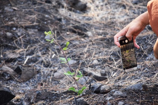 Foto - Yeniden dirilişin karesi