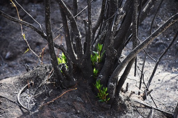 Foto - Yeniden dirilişin karesi