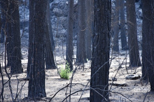 Foto - Yeniden dirilişin karesi