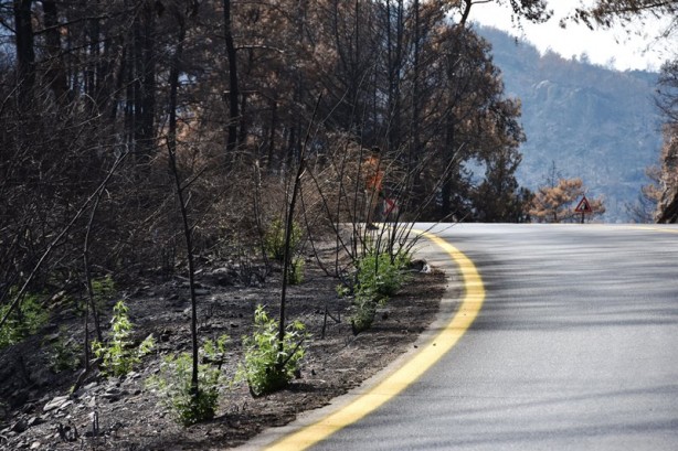 Foto - Yeniden dirilişin karesi