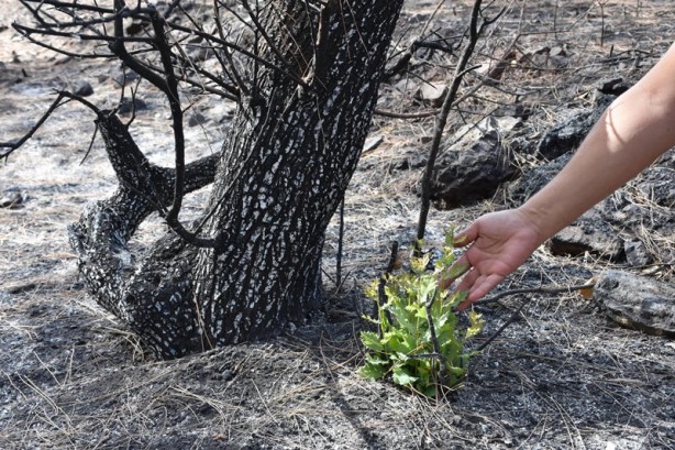 Foto - Yeniden dirilişin karesi