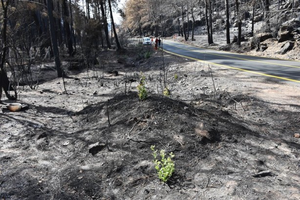 Foto - Yeniden dirilişin karesi