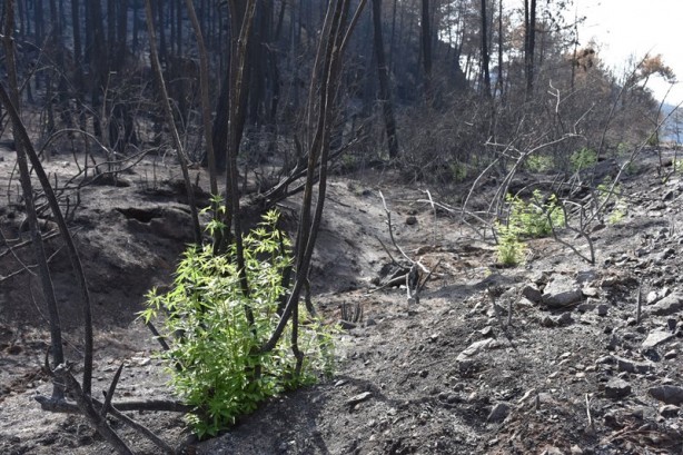 Foto - Yeniden dirilişin karesi