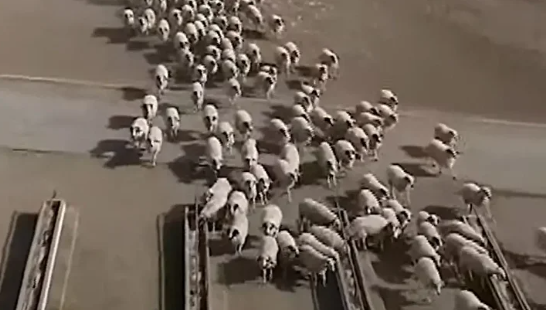 Foto - Yeniden ortaya çıktılar! O ilimizde saatlerce daire çizmeye başladılar, herkes tedirgin
