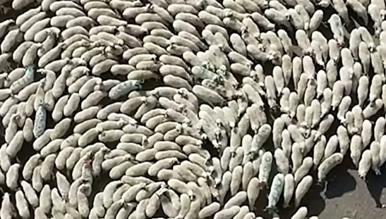 Foto - Yeniden ortaya çıktılar! O ilimizde saatlerce daire çizmeye başladılar, herkes tedirgin