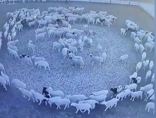Foto - Yeniden ortaya çıktılar! O ilimizde saatlerce daire çizmeye başladılar, herkes tedirgin
