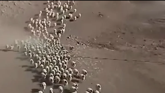 Foto - Yeniden ortaya çıktılar! O ilimizde saatlerce daire çizmeye başladılar, herkes tedirgin