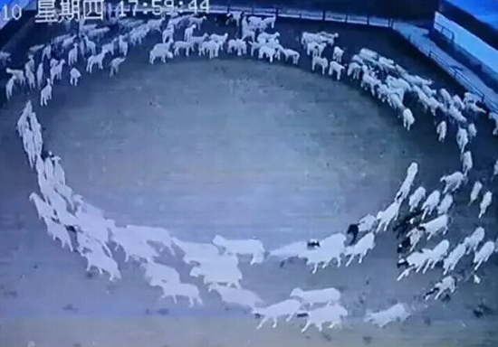 Foto - Yeniden ortaya çıktılar! O ilimizde saatlerce daire çizmeye başladılar, herkes tedirgin