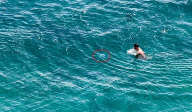 Foto - Yer Antalya! Yüzerken fark ettiler! Panikle sudan çıkmaya çalıştılar 