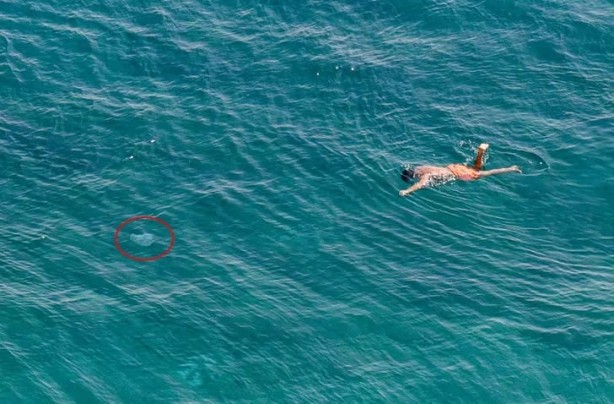 Foto - Yer Antalya! Yüzerken fark ettiler! Panikle sudan çıkmaya çalıştılar 