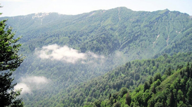 Foto - Yer: Artvin! Her yeri istila ettiler, kimse yanlarına yaklaşamıyor