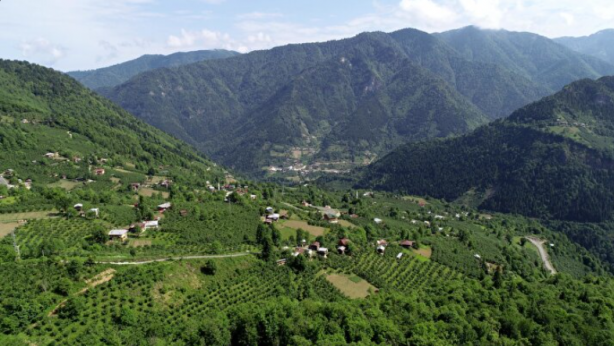 Foto - Yer: Artvin! Her yeri istila ettiler, kimse yanlarına yaklaşamıyor