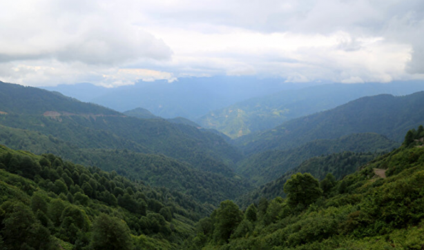Foto - Yer: Artvin! Her yeri istila ettiler, kimse yanlarına yaklaşamıyor
