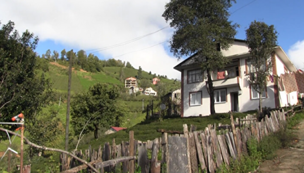 Foto - Yer: Artvin! Her yeri istila ettiler, kimse yanlarına yaklaşamıyor