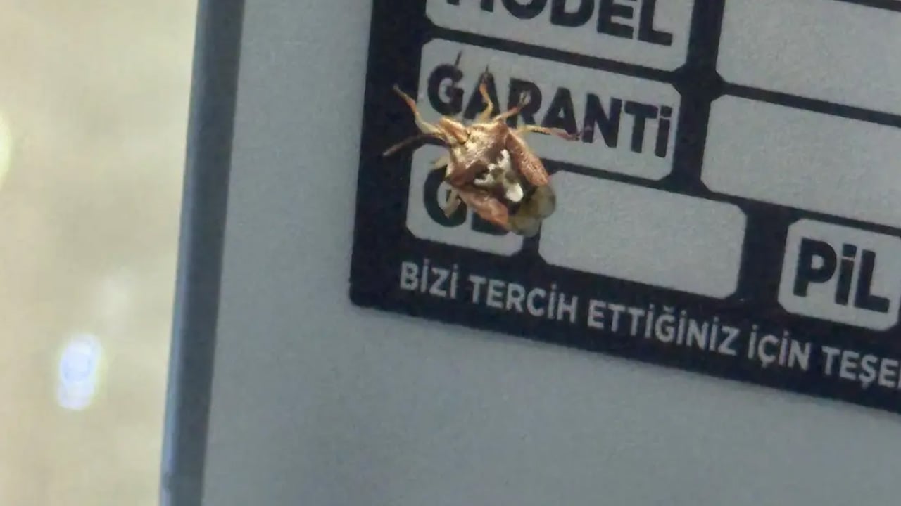 Yer Diyarbakır: Böylesi ilk defa görüldü: Böceğin sırtında iki göz var! Görenleri hayrete düşürdü