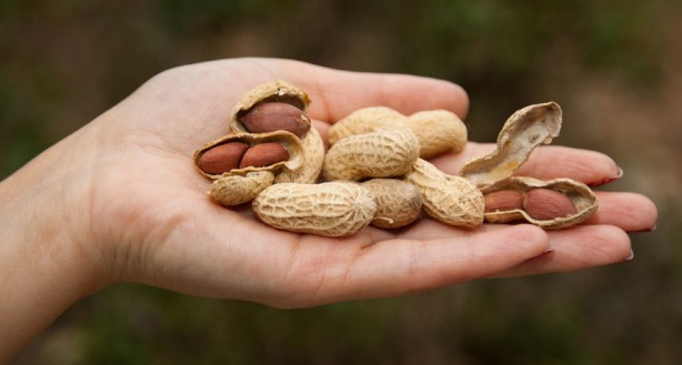 Foto - Yer fıstığının hangi hastalığa iyi geldiğine inanamayacaksınız!