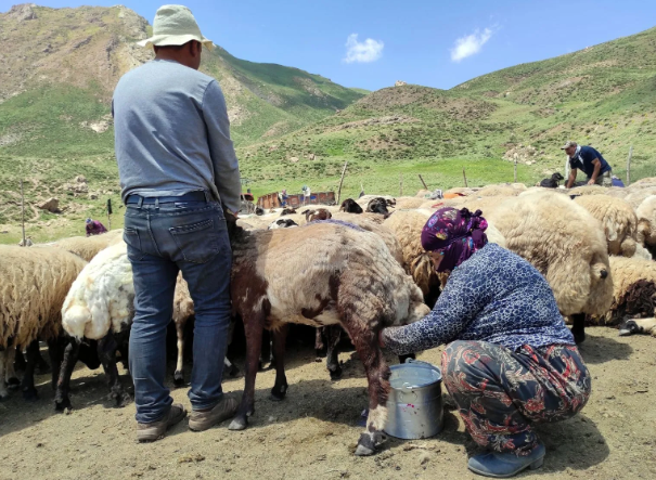 Foto - Yer: Hakkari! 20 bin liraya çalışacak birini bulamayınca yurtdışından eleman getirdiler