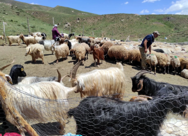 Foto - Yer: Hakkari! 20 bin liraya çalışacak birini bulamayınca yurtdışından eleman getirdiler