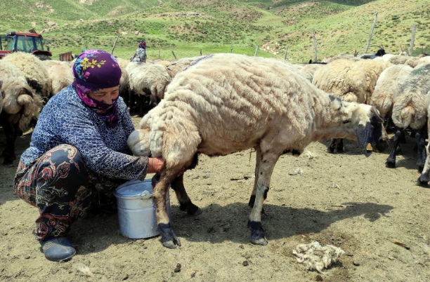 Foto - Yer: Hakkari! 20 bin liraya çalışacak birini bulamayınca yurtdışından eleman getirdiler