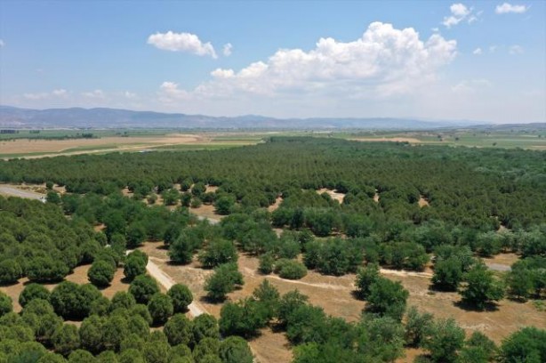 Foto - Yer: Manisa... Çöle benzediği için dizi çekiliyordu, son hali görenleri şaşırttı!