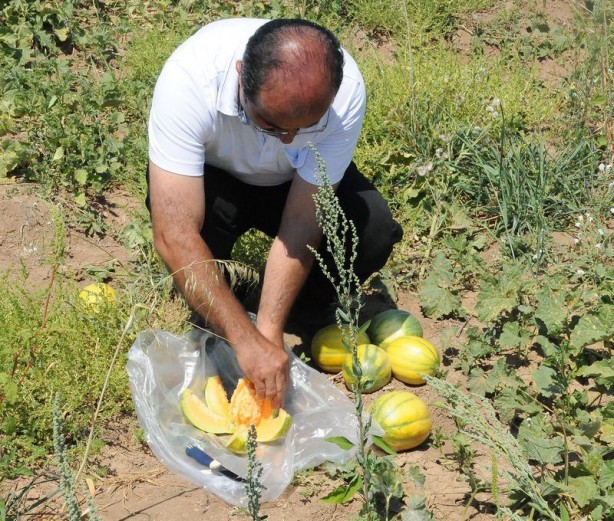 'Yer muzu' görmüş müydünüz?