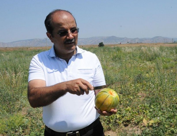 Foto - 'Yer muzu' görmüş müydünüz?