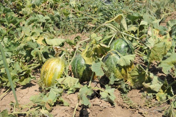 Foto - 'Yer muzu' görmüş müydünüz?