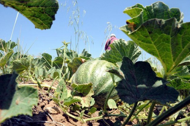 Foto - 'Yer muzu' görmüş müydünüz?