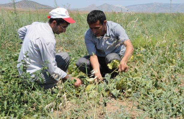 Foto - 'Yer muzu' görmüş müydünüz?