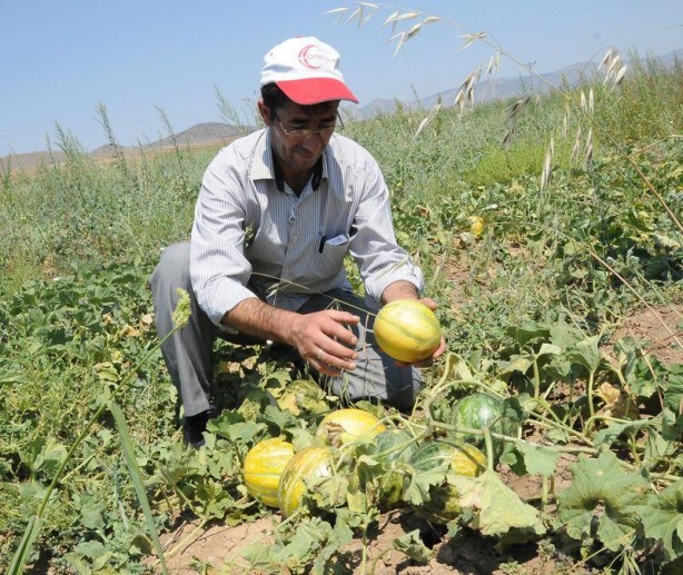 Foto - 'Yer muzu' görmüş müydünüz?