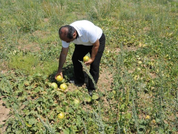 Foto - 'Yer muzu' görmüş müydünüz?