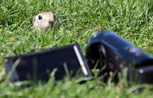 Foto - Yer sincapları yuvalarında objektife yansıdı