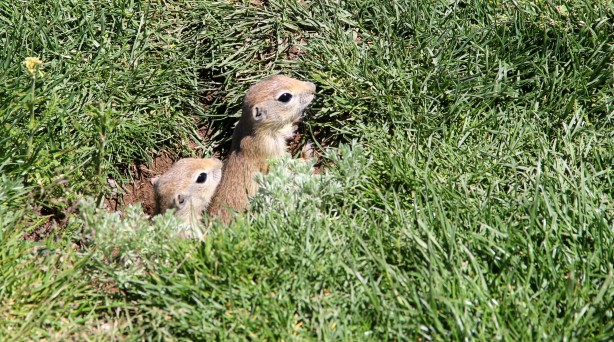 Foto - Yer sincapları yuvalarında objektife yansıdı
