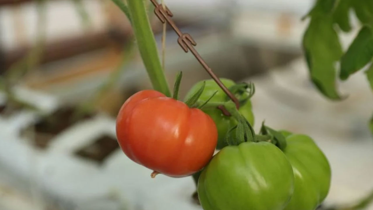Foto - Yerin altından oluk oluk beyaz petrol aktı! Eksi -15 derecede 800 tona yakın ürettiler 