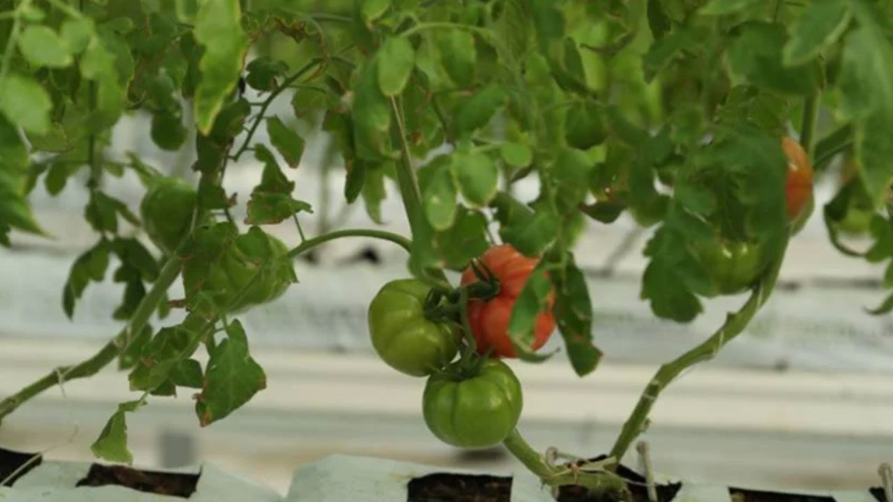 Foto - Yerin altından oluk oluk beyaz petrol aktı! Eksi -15 derecede 800 tona yakın ürettiler 