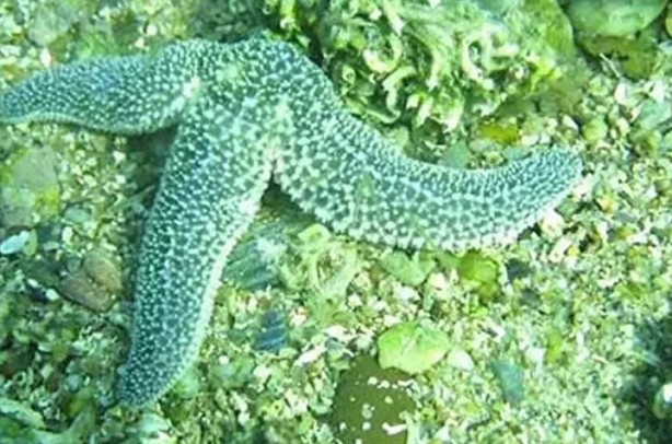 Foto - Yerini pek çok kişi bilmiyor! İşte İstanbul’un bilinmeyen adası