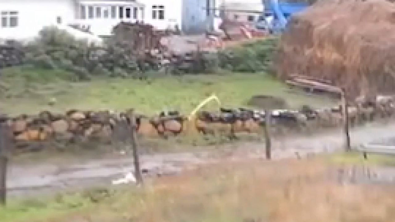 Foto - Yerleşim yerinde güpegündüz cirit attı: Köylüleri dehşete düşüren görüntü