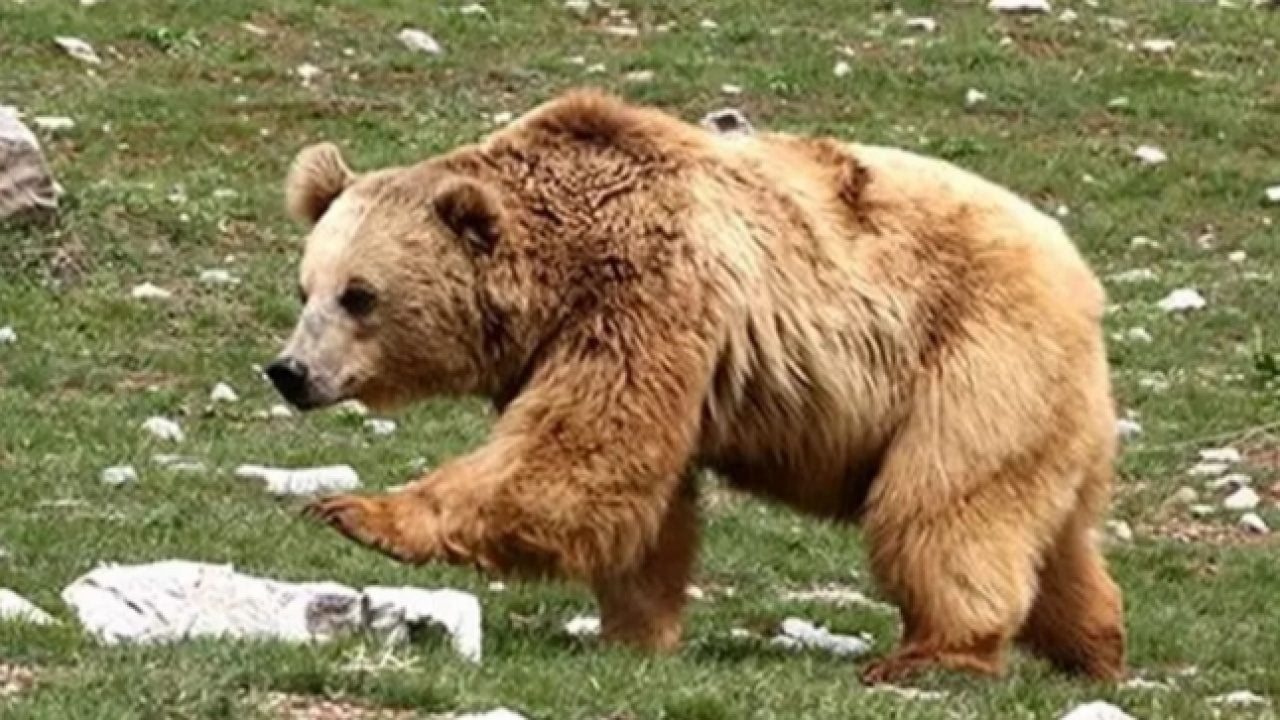 Foto - Yerleşim yerinde güpegündüz cirit attı: Köylüleri dehşete düşüren görüntü