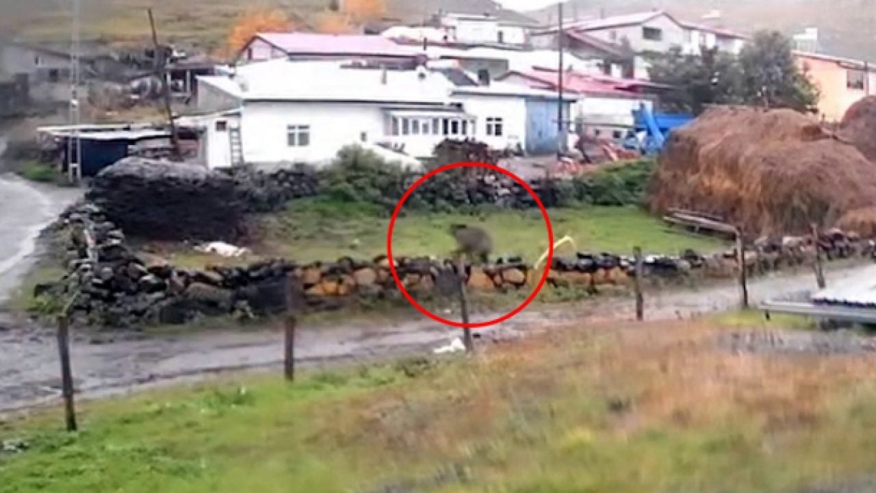 Foto - Yerleşim yerinde güpegündüz cirit attı: Köylüleri dehşete düşüren görüntü