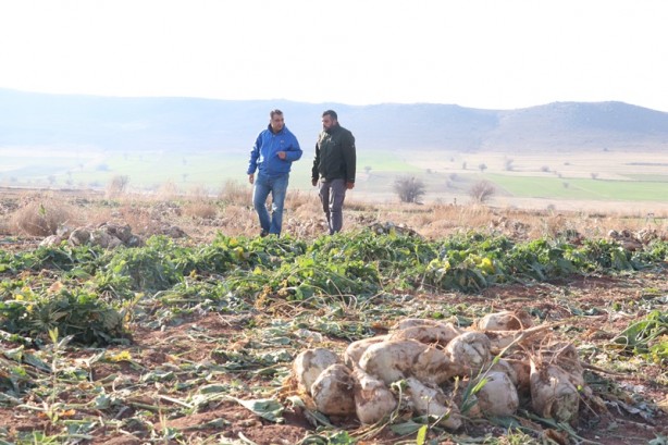 "Yerli bakteri" ile verimi arttı! Şeker pancarında su tasarrufu da sağlandı