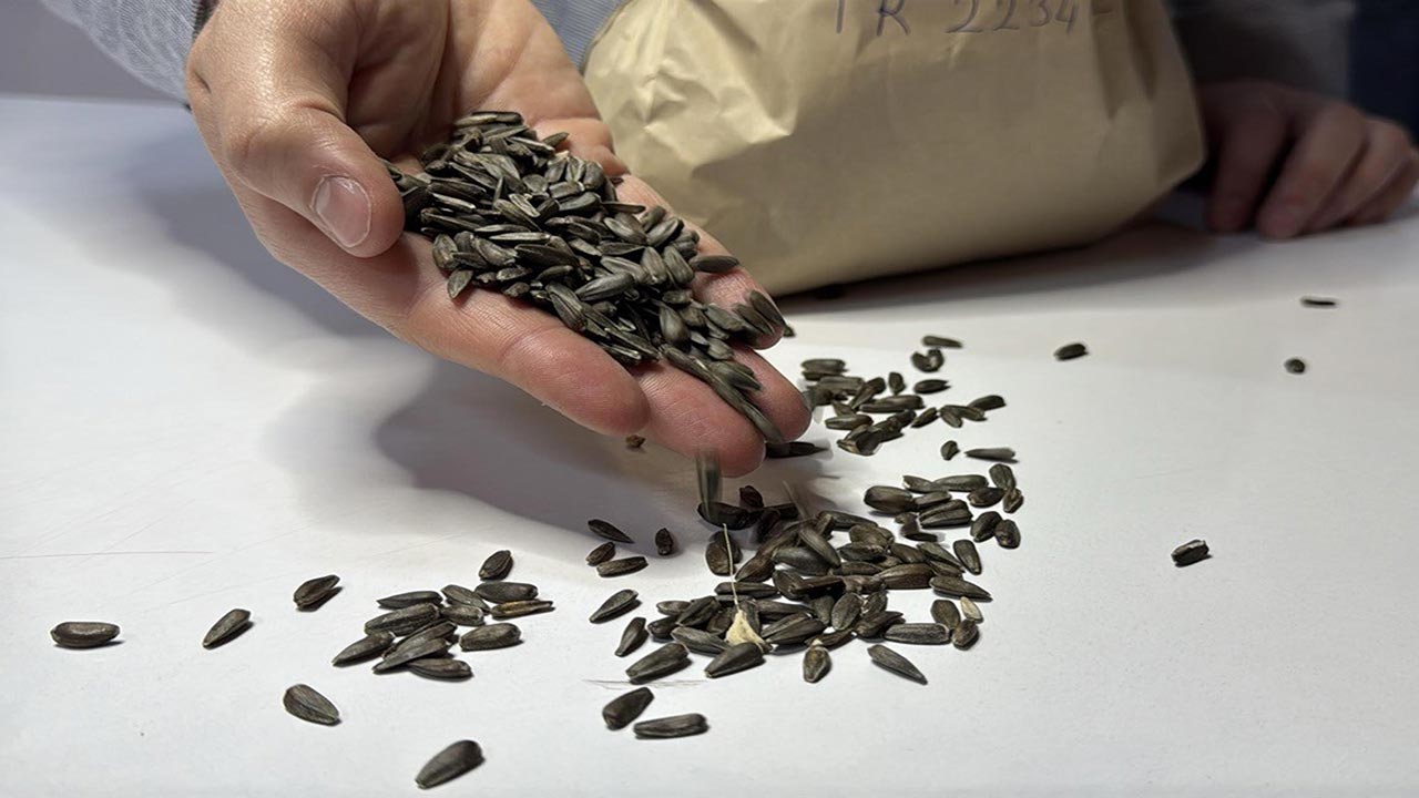 Foto - Yerli hibrit ayçiçeği tohumunda büyük adım! Yeni versiyon tescillendi