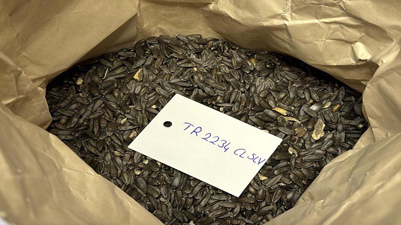 Foto - Yerli hibrit ayçiçeği tohumunda büyük adım! Yeni versiyon tescillendi