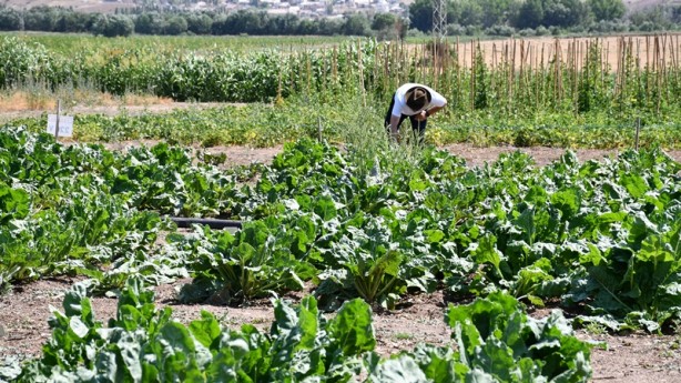 Foto - Yerli şeker pancarında müthiş gelişme! Dışa bağımlılığı azaltacak
