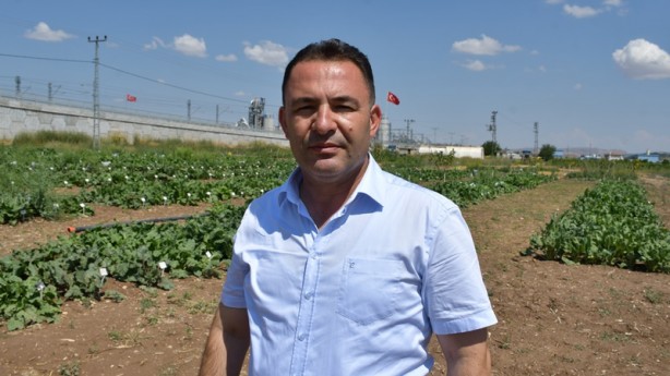 Yerli şeker pancarında müthiş gelişme! Dışa bağımlılığı azaltacak